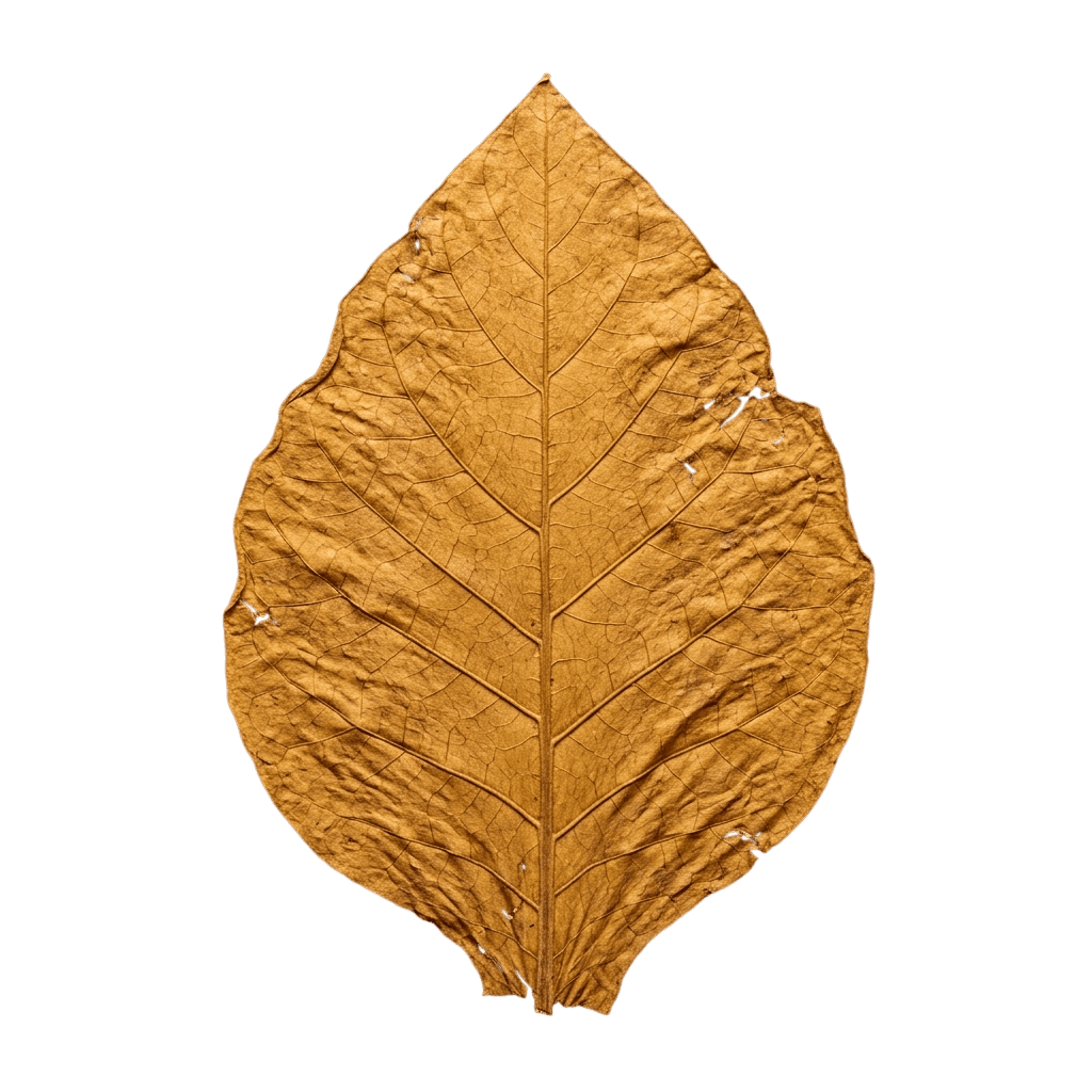 Golden dried tobacco leaf background